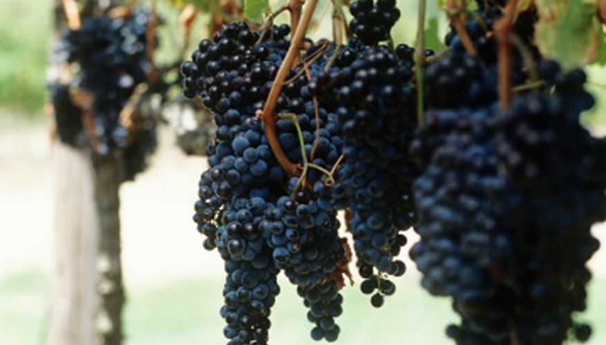 Get your grape vines to produce delicious fruit. Get your grape vines to produce delicious fruit.