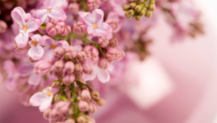 Lilacs make great cut flowers that perfume the house. Lilacs make great cut flowers that perfume the house.