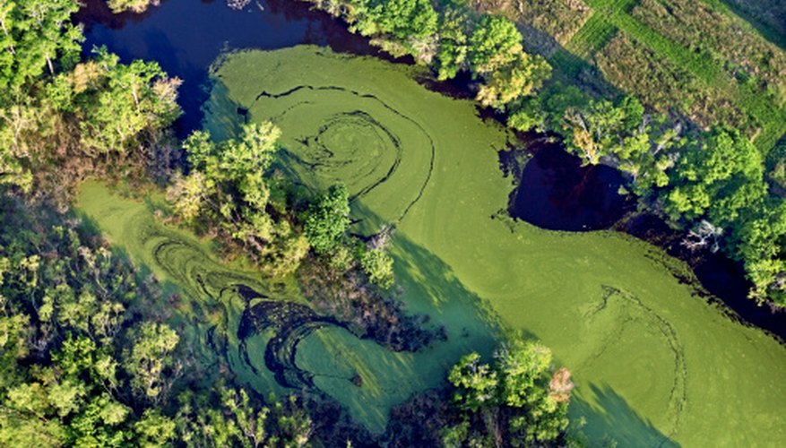 Algae provides oxygen and food for thousands of forms of aquatic life. Algae provides oxygen and food for thousands of forms of aquatic life.