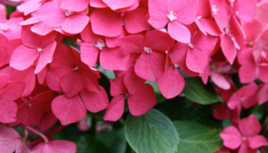 Azaleas Azaleas