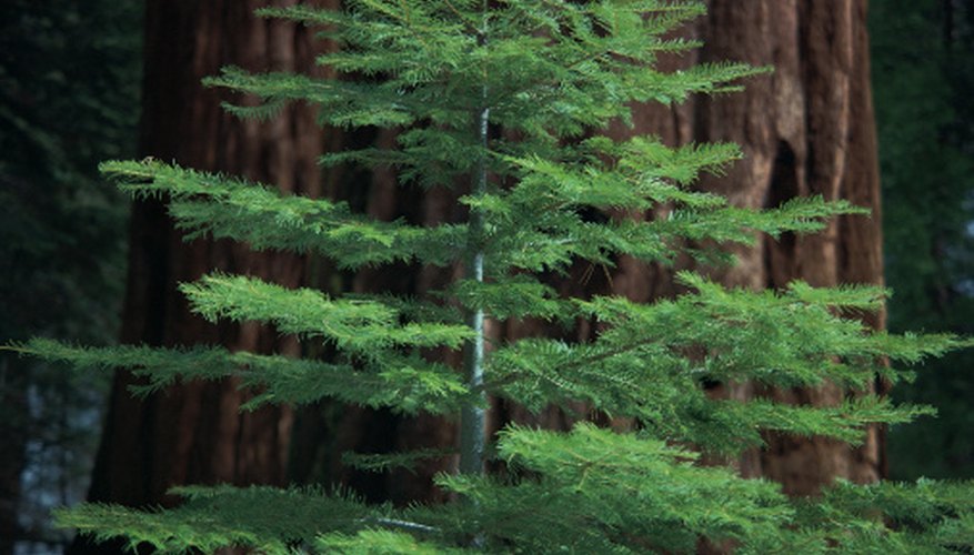 Dawn redwood trees are much smaller than giant sequoias but have the same characteristic reddish bark. Dawn redwood trees are much smaller than giant sequoias but have the same characteristic reddish bark.
