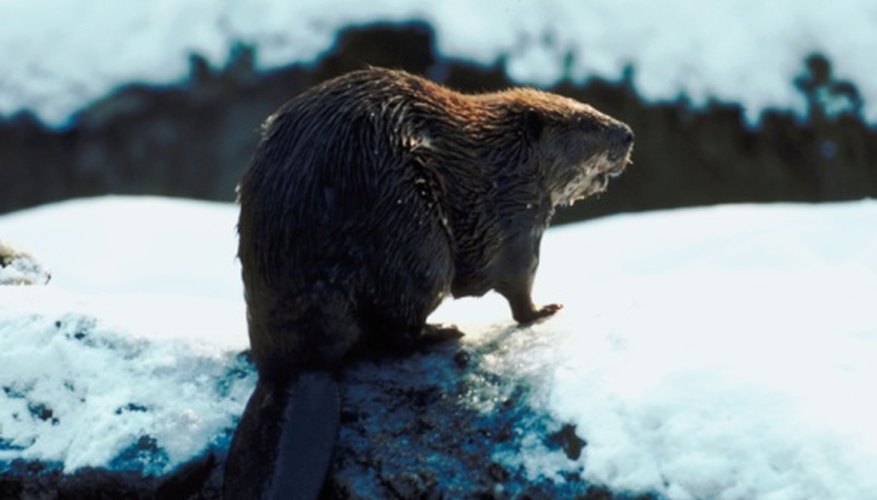 You can make a hat out of a beaver pelt. You can make a hat out of a beaver pelt.