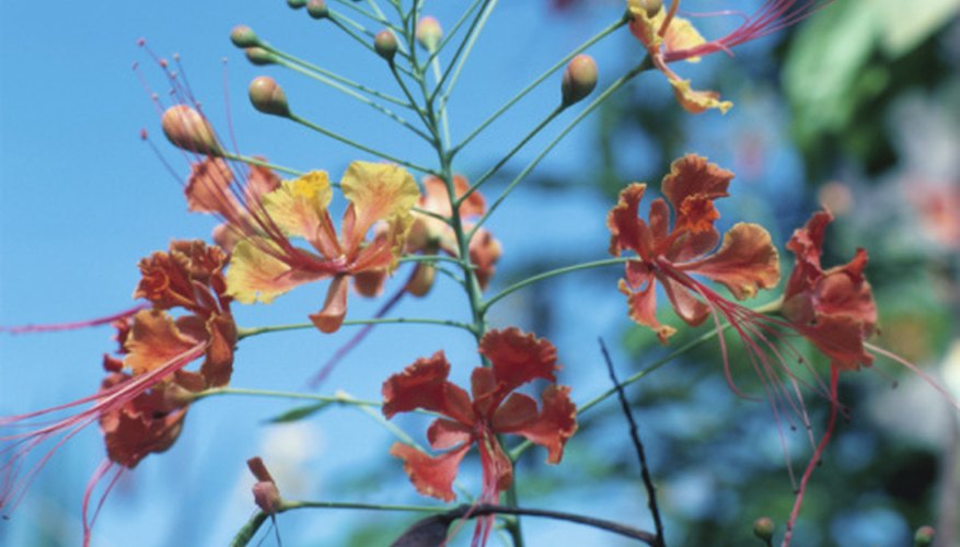 Flower spike of the dwarf poinciana. Flower spike of the dwarf poinciana.