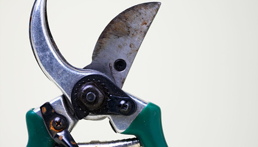 Secateurs are useful in pruning coral bells. Secateurs are useful in pruning coral bells.
