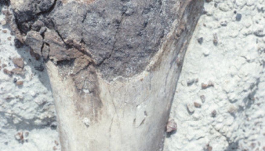 Bone may surface when soft sedimentary rock erodes away. Bone may surface when soft sedimentary rock erodes away.