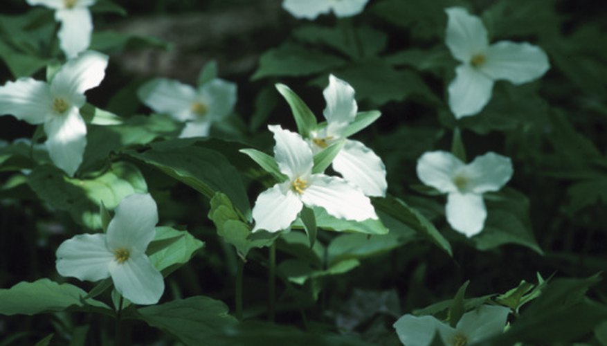 Flowers that grow in full shade are capable of growing without any direct sunlight. Flowers that grow in full shade are capable of growing without any direct sunlight.