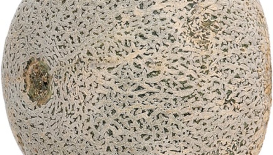 Cantaloupes are also referred to as muskmelons. Cantaloupes are also referred to as muskmelons.