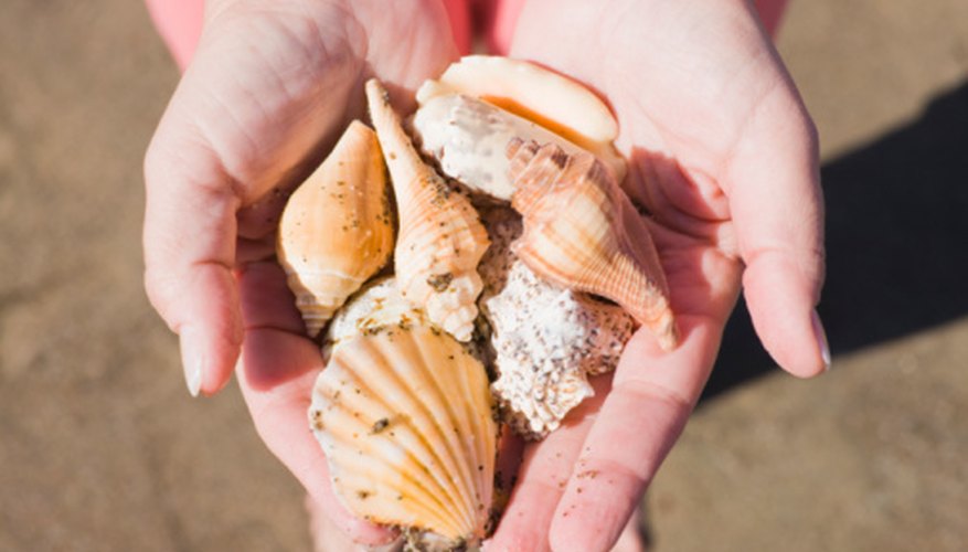 Photo Credit: Jupiterimages/Creatas/Getty Images Scrub debris off shells.