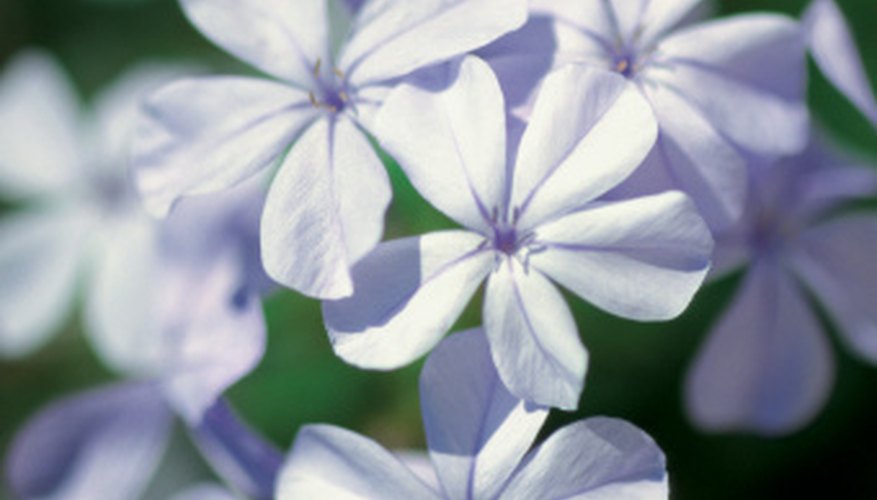 The plumbago is sometimes known as the sky flower due to its blue color blooms. The plumbago is sometimes known as the sky flower due to its blue color blooms.
