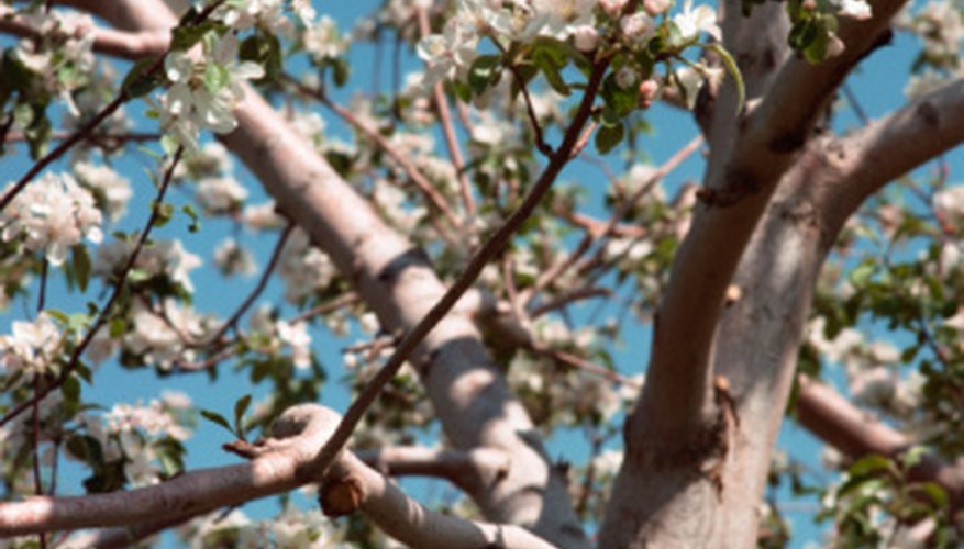 Weeping cherry trees produce drooping branches. Weeping cherry trees produce drooping branches.