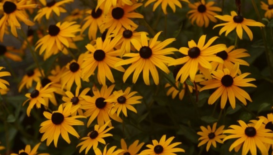 Black-eyed susans are well-known yellow daisies. Black-eyed susans are well-known yellow daisies.