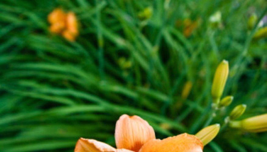 Daylilies are in the genus Hemerocallis, not Lilium. Daylilies are in the genus Hemerocallis, not Lilium.