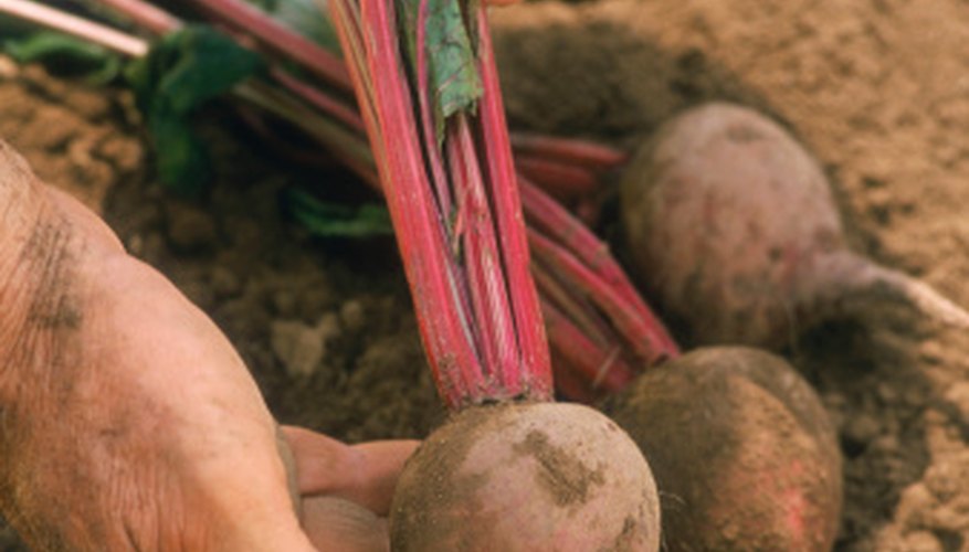 Beets are relatively easy to grow, take up little garden space and are a good source of iron and vitamins Beets are relatively easy to grow, take up little garden space and are a good source of iron and vitamins