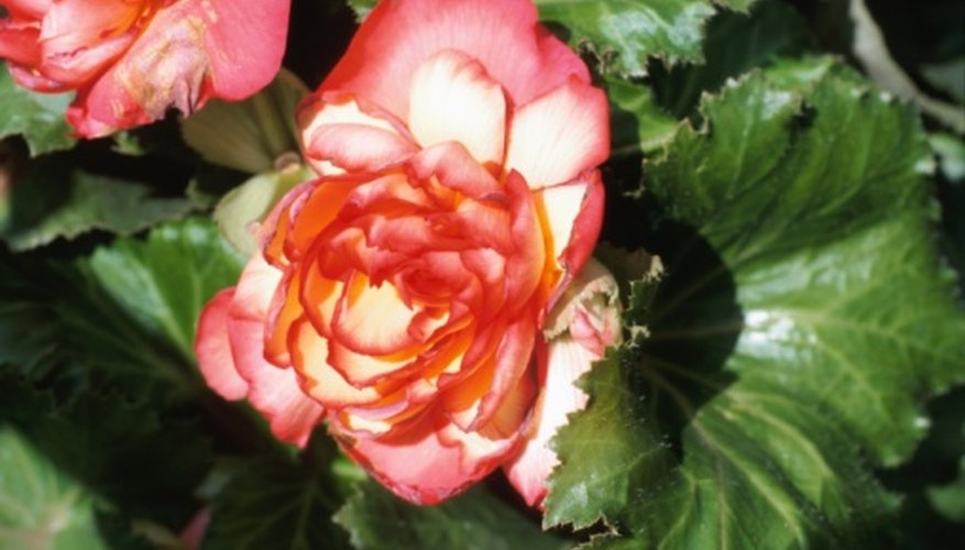 Begonias are a favorite food for deer. Begonias are a favorite food for deer.