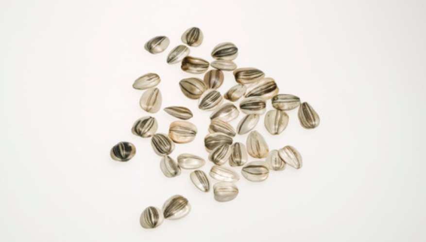 Sunflower seeds need to be dried before they can be roasted and eaten. Sunflower seeds need to be dried before they can be roasted and eaten.