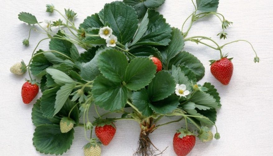 Strawberries prefer a soil pH between 6.0 and 6.5. Strawberries prefer a soil pH between 6.0 and 6.5.