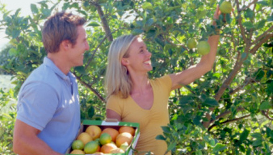 Certain apple trees produce fruits early. Certain apple trees produce fruits early.