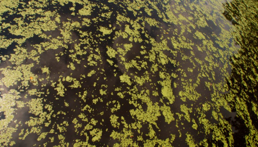 Duckweed appears as a green covering on the surface of ponds. Duckweed appears as a green covering on the surface of ponds.