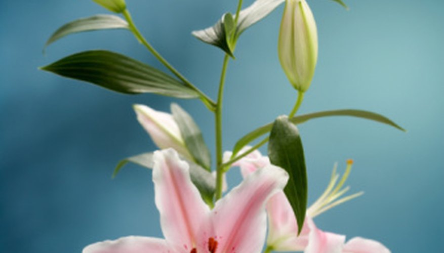 A flower stem of lily A flower stem of lily
