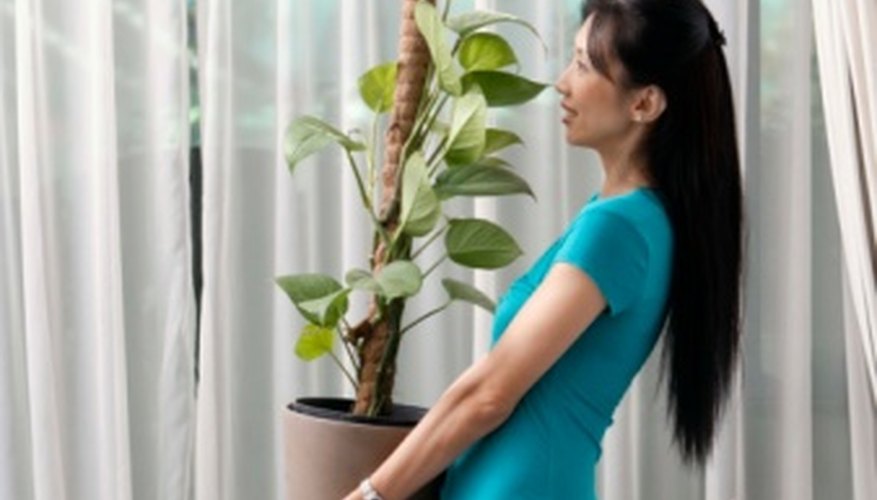 With proper care, your indoor plants can stay healthy for years. With proper care, your indoor plants can stay healthy for years.