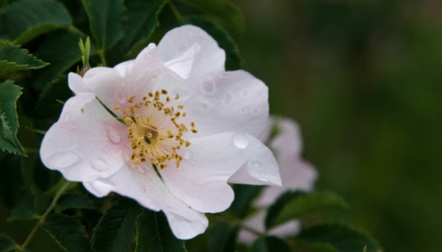 Botanically, all flowers are classed as either monocots or dicots. Botanically, all flowers are classed as either monocots or dicots.
