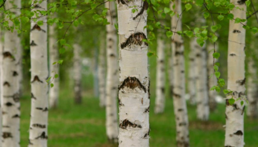 Birch tree wounds allow chaga mushrooms to thrive and grow. Birch tree wounds allow chaga mushrooms to thrive and grow.