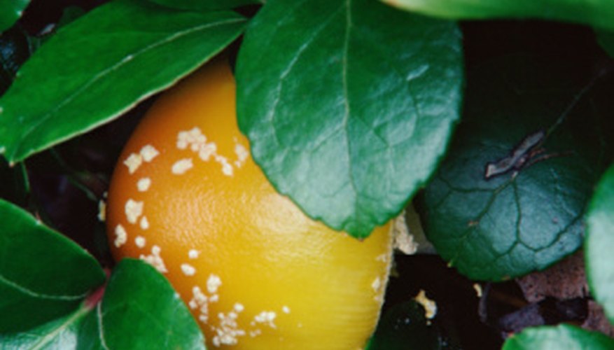 Organic anti-fungal sprays control a wide range of plant diseases. Organic anti-fungal sprays control a wide range of plant diseases.