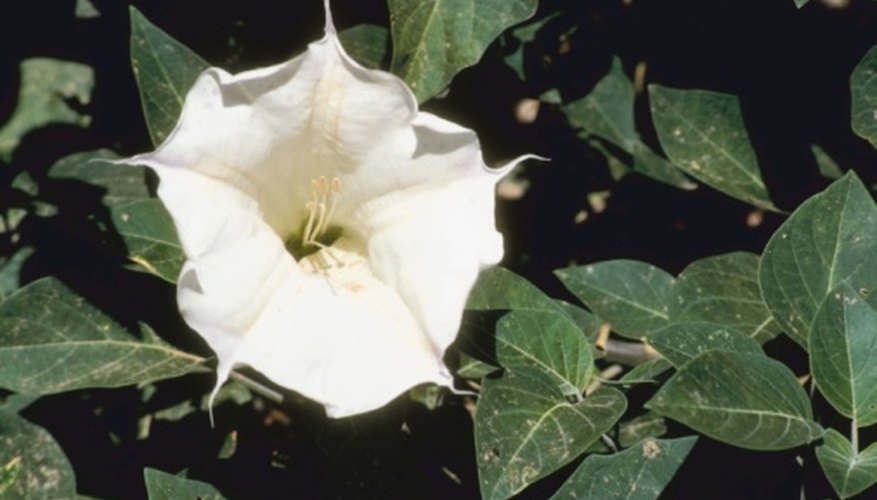 Angel's trumpet flowers are part of the Solanaceae or nightshade family. Angel's trumpet flowers are part of the Solanaceae or nightshade family.