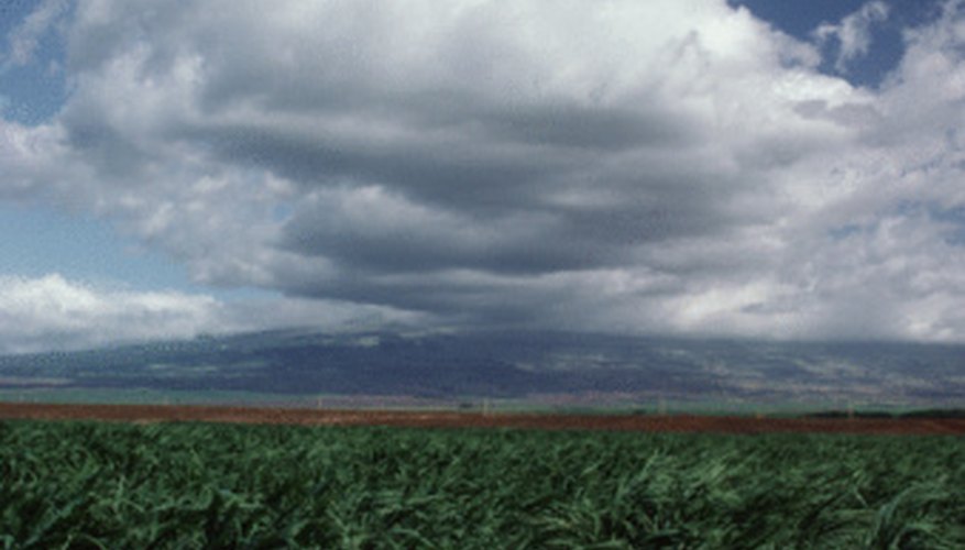Caribbean plantations grew cane sugar as a commodity. Caribbean plantations grew cane sugar as a commodity.