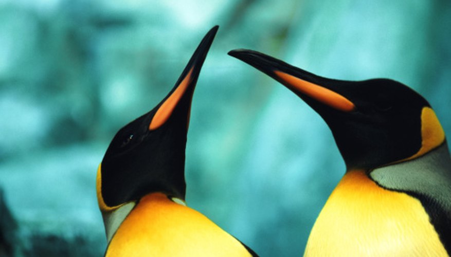 Photo Credit: John Foxx/Stockbyte/Getty Images The neck ruff is the area where the head, neck and torso meet.