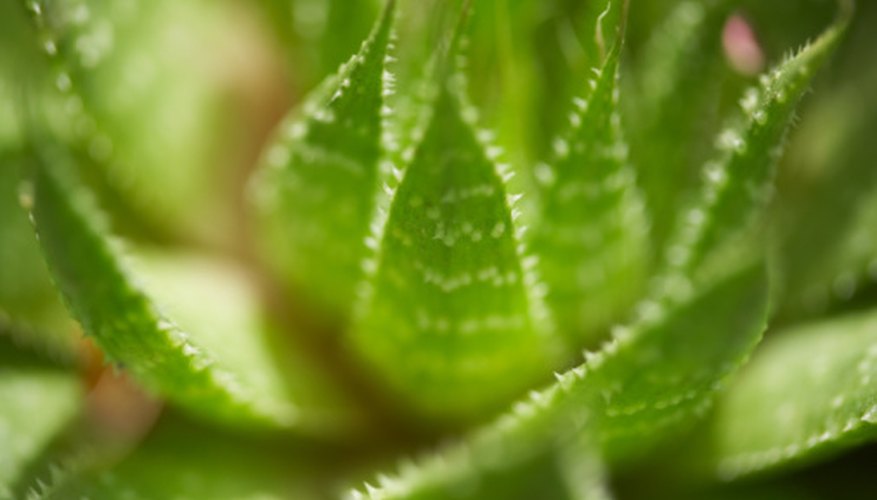 Aloe vera and tuna cacti are indigenous to hot, arid environments. Aloe vera and tuna cacti are indigenous to hot, arid environments.