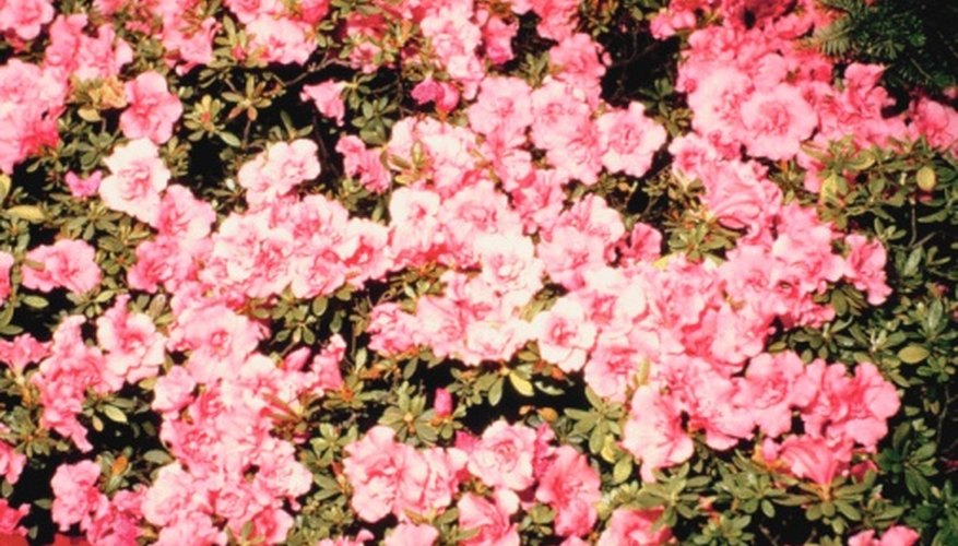 Girard azaleas include about 25 different cultivars. Girard azaleas include about 25 different cultivars.
