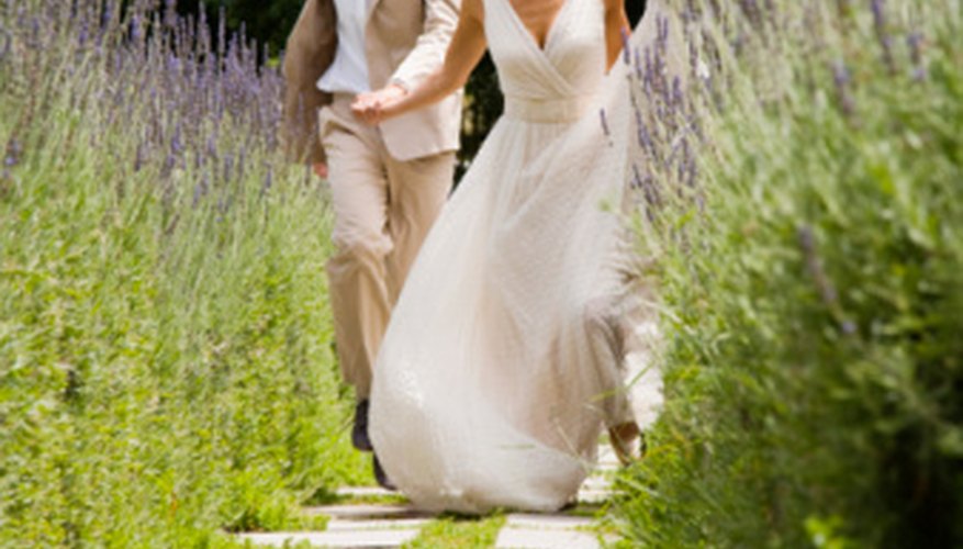 A lavender hedge in bloom forms a fragrant aisle for a wedding. A lavender hedge in bloom forms a fragrant aisle for a wedding.