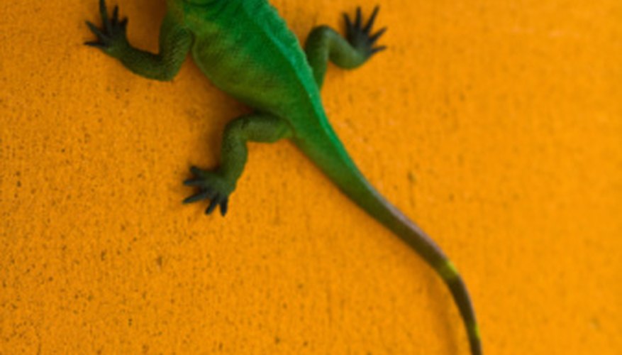 With a single template, you can make an endless pattern of repeating lizards. With a single template, you can make an endless pattern of repeating lizards.