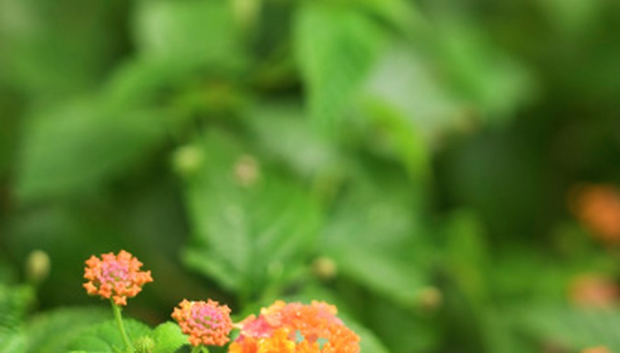 Lantanas are popular ornamentals that are susceptible to a number of insect and mite pests. Lantanas are popular ornamentals that are susceptible to a number of insect and mite pests.