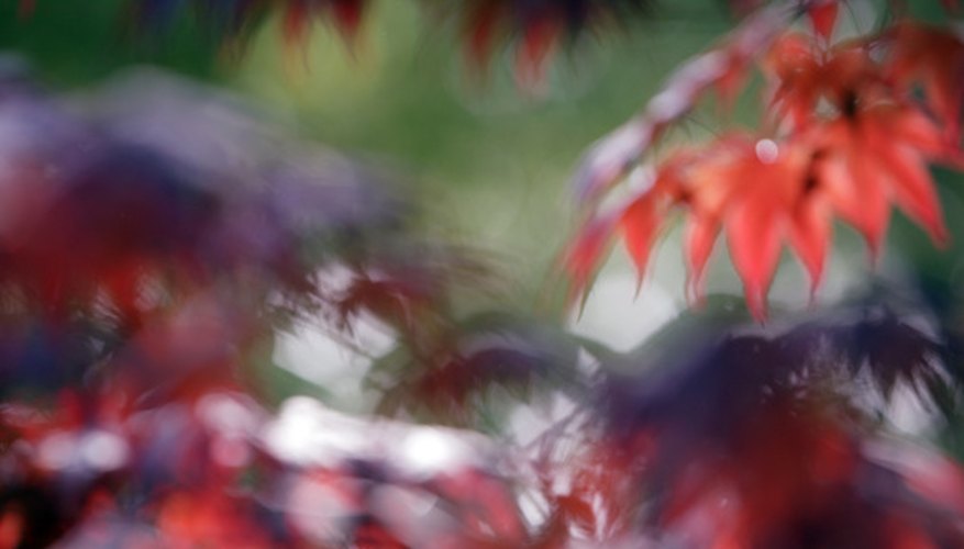 Blurred leaves of a Japanese maple Blurred leaves of a Japanese maple