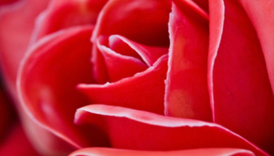 Splicing roses can help them grow stronger. Splicing roses can help them grow stronger.