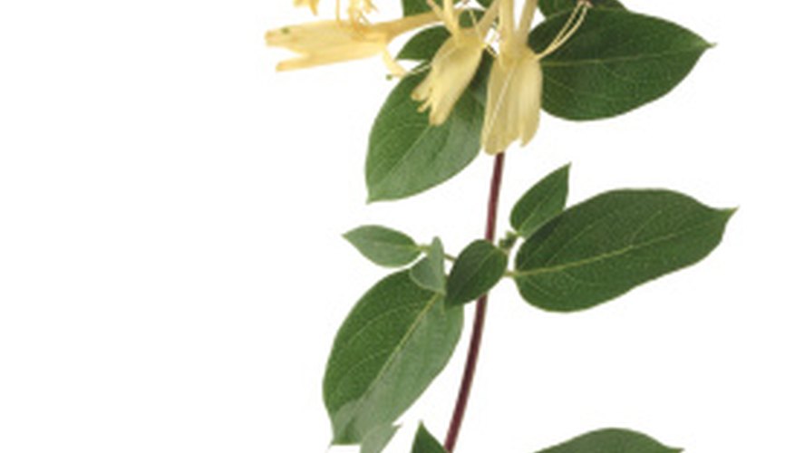 Some honeysuckle blooms produce purple berries. Some honeysuckle blooms produce purple berries.