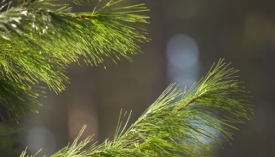Differences between the needles of pine species is one way to identify them. Differences between the needles of pine species is one way to identify them.