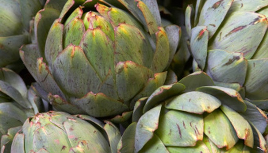 Artichokes are part of the sunflower family. Artichokes are part of the sunflower family.