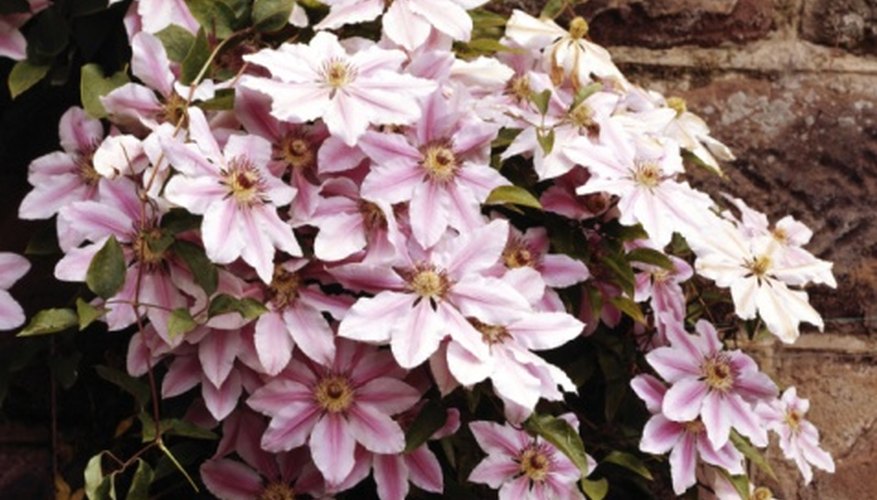 Clematis vines will burst with blooms with proper planting and care. Clematis vines will burst with blooms with proper planting and care.
