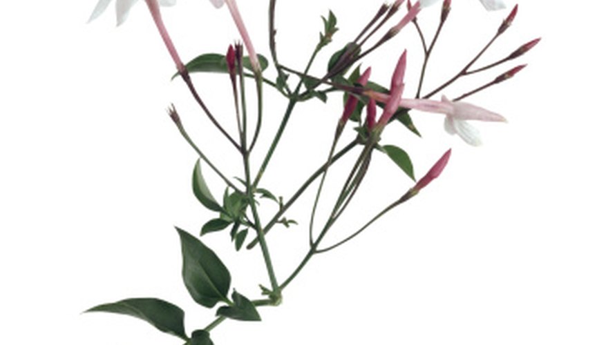 Jasmine produces white, fragrant flowers. Jasmine produces white, fragrant flowers.