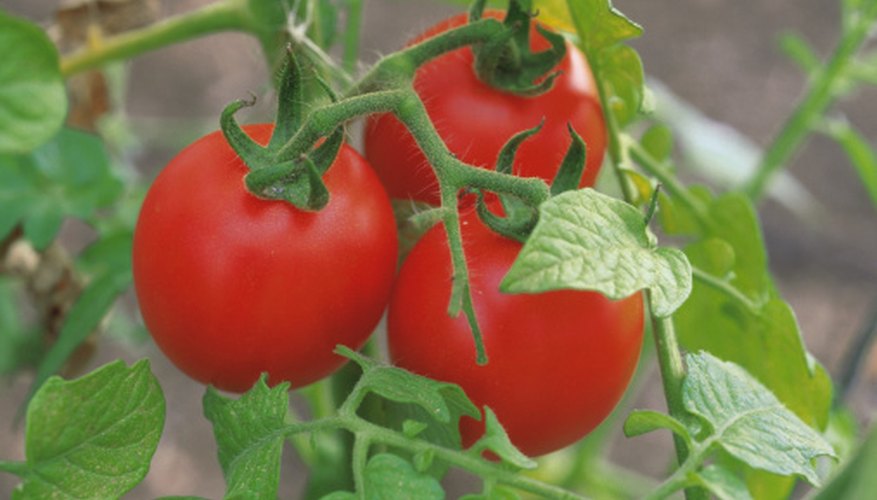 Homegrown tomatoes are tasty but trouble-prone. Homegrown tomatoes are tasty but trouble-prone.
