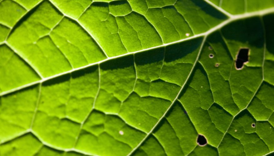 Dicots have leaves with veins that branch out. Dicots have leaves with veins that branch out.