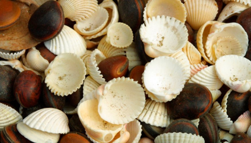 Seashells can be used in many craft projects. Seashells can be used in many craft projects.