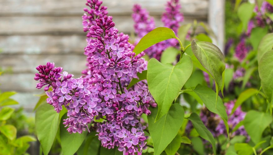 Low Maintenance Plants: Perennials You Can Plant and Forget Low Maintenance Plants: Perennials You Can Plant and Forget
