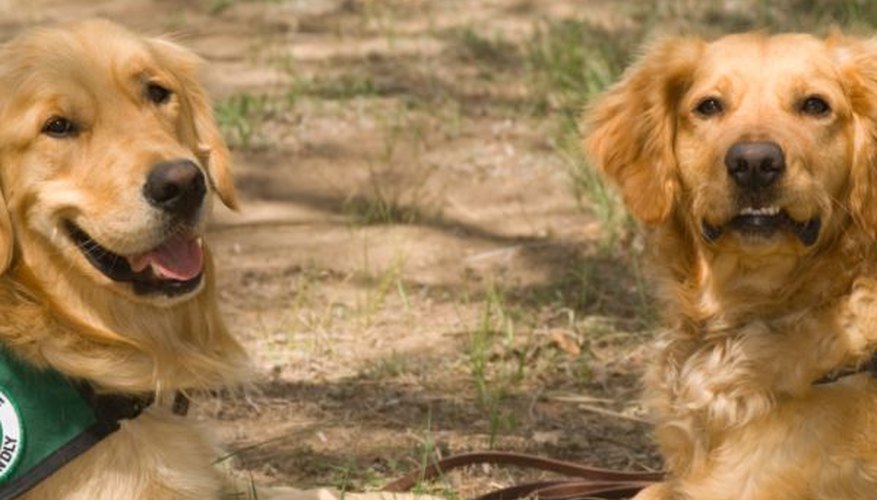 Photo Credit: iStock Guide dogs
