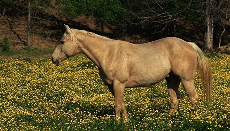 Use a model or picture for help drawing a horse. Use a model or picture for help drawing a horse.