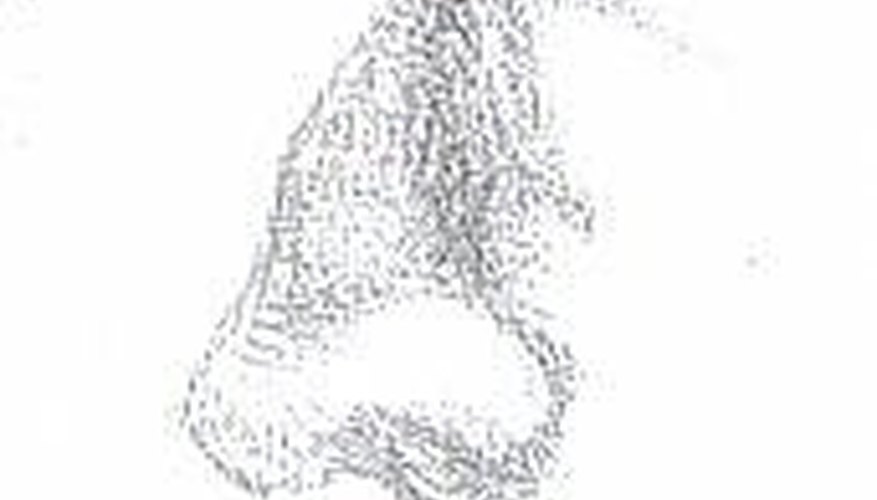 Nose in Profile, drawn after Leonardo da Vinci Nose in Profile, drawn after Leonardo da Vinci