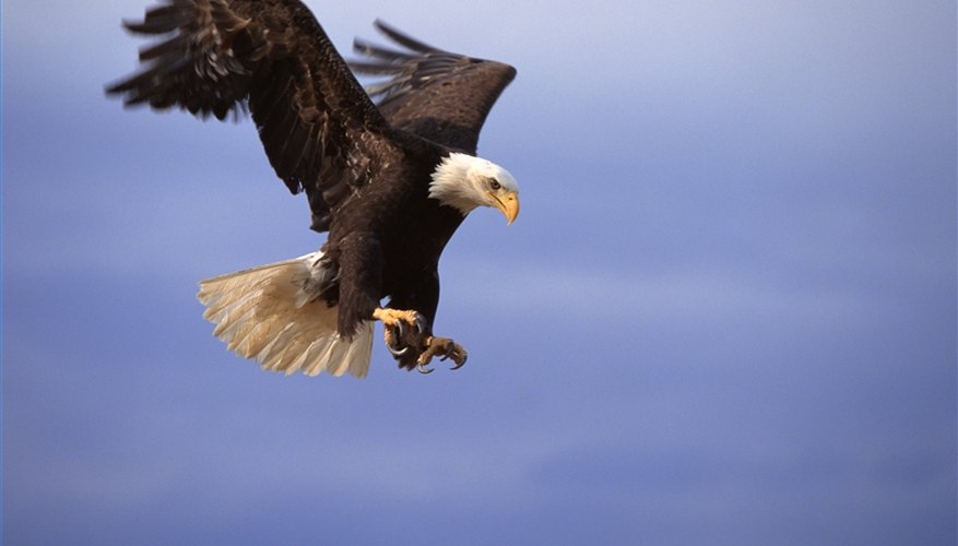 Draw an Eagle Draw an Eagle